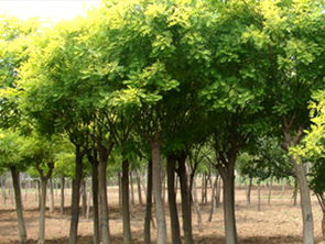 美观绿化树木种植 美观绿化树木 黄河苗木种植绿化用树南栾