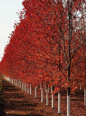 邳州市绍刚苗木种植(图)-8公分美国红枫树价格-吉林美国红枫