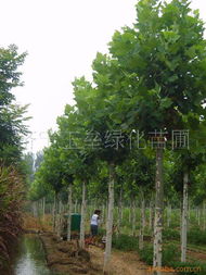 王垒 绿化苗木产品列表